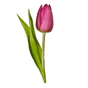 фиолетовый тюльпан