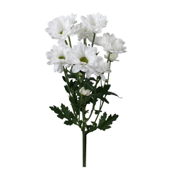 хризантема кустовая белая