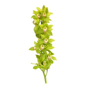 орхидея зеленая