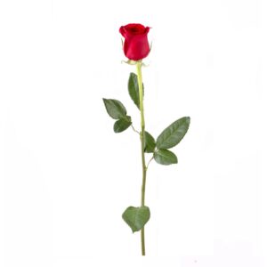 красная роза Фридом