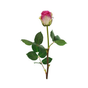 роза Малибу