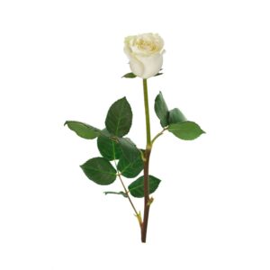 роза Мондиаль